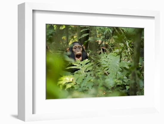 Africa, Uganda, Kibale National Park. Young juvenile chimpanzee sits yawning.-Kristin Mosher-Framed Photographic Print