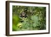 Africa, Uganda, Kibale National Park. Young juvenile chimpanzee sits yawning.-Kristin Mosher-Framed Photographic Print