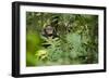 Africa, Uganda, Kibale National Park. Young juvenile chimpanzee sits yawning.-Kristin Mosher-Framed Photographic Print