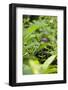 Africa, Uganda, Kibale National Park. Young juvenile chimpanzee.-Kristin Mosher-Framed Photographic Print