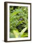 Africa, Uganda, Kibale National Park. Young juvenile chimpanzee.-Kristin Mosher-Framed Photographic Print