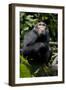 Africa, Uganda, Kibale National Park. Young male chimpanzee.-Kristin Mosher-Framed Photographic Print