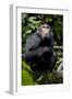 Africa, Uganda, Kibale National Park. Young male chimpanzee.-Kristin Mosher-Framed Photographic Print