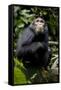 Africa, Uganda, Kibale National Park. Young male chimpanzee.-Kristin Mosher-Framed Stretched Canvas