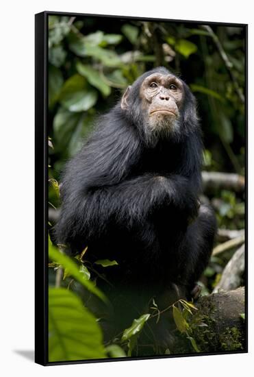 Africa, Uganda, Kibale National Park. Young male chimpanzee.-Kristin Mosher-Framed Stretched Canvas