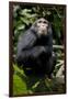 Africa, Uganda, Kibale National Park. Young male chimpanzee.-Kristin Mosher-Framed Photographic Print