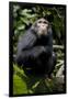 Africa, Uganda, Kibale National Park. Young male chimpanzee.-Kristin Mosher-Framed Photographic Print