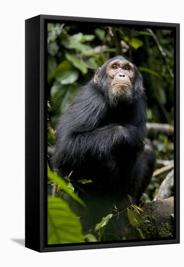 Africa, Uganda, Kibale National Park. Young male chimpanzee.-Kristin Mosher-Framed Stretched Canvas