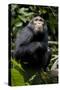 Africa, Uganda, Kibale National Park. Young male chimpanzee.-Kristin Mosher-Stretched Canvas