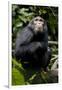 Africa, Uganda, Kibale National Park. Young male chimpanzee.-Kristin Mosher-Framed Premium Photographic Print