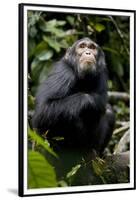 Africa, Uganda, Kibale National Park. Young male chimpanzee.-Kristin Mosher-Framed Premium Photographic Print