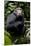 Africa, Uganda, Kibale National Park. Young male chimpanzee.-Kristin Mosher-Mounted Premium Photographic Print