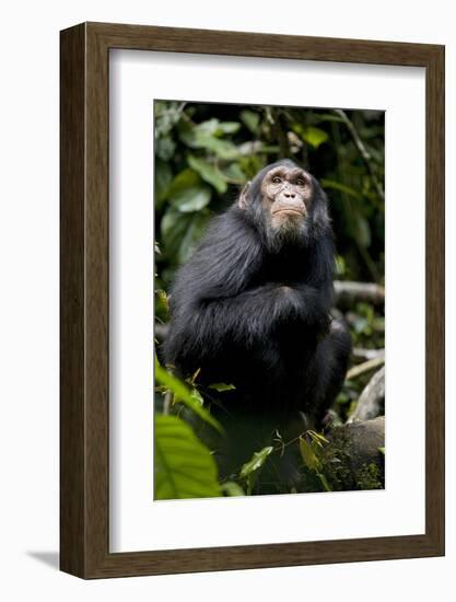 Africa, Uganda, Kibale National Park. Young male chimpanzee.-Kristin Mosher-Framed Photographic Print