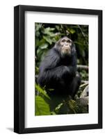 Africa, Uganda, Kibale National Park. Young male chimpanzee.-Kristin Mosher-Framed Photographic Print