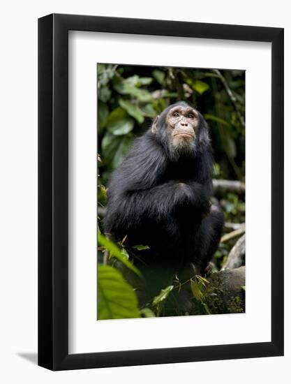 Africa, Uganda, Kibale National Park. Young male chimpanzee.-Kristin Mosher-Framed Photographic Print