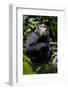 Africa, Uganda, Kibale National Park. Young male chimpanzee.-Kristin Mosher-Framed Photographic Print