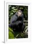 Africa, Uganda, Kibale National Park. Young male chimpanzee.-Kristin Mosher-Framed Photographic Print