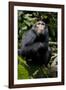 Africa, Uganda, Kibale National Park. Young male chimpanzee.-Kristin Mosher-Framed Photographic Print