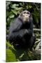 Africa, Uganda, Kibale National Park. Young male chimpanzee.-Kristin Mosher-Mounted Photographic Print