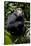 Africa, Uganda, Kibale National Park. Young male chimpanzee.-Kristin Mosher-Stretched Canvas