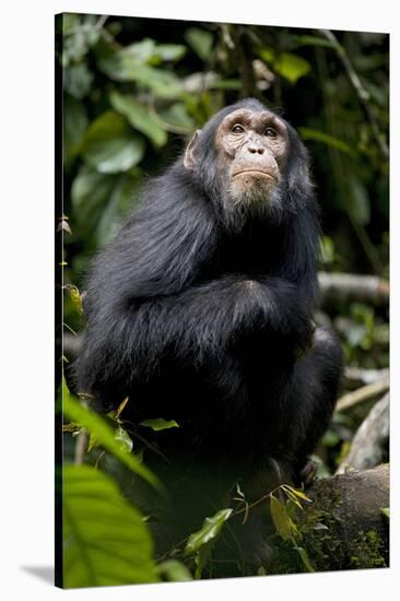 Africa, Uganda, Kibale National Park. Young male chimpanzee.-Kristin Mosher-Stretched Canvas