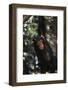 Africa, Young Chimpanzee Hanging at Forest-Kristin Mosher-Framed Photographic Print