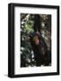 Africa, Young Chimpanzee Hanging at Forest-Kristin Mosher-Framed Photographic Print