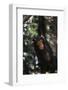 Africa, Young Chimpanzee Hanging at Forest-Kristin Mosher-Framed Photographic Print