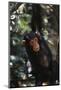 Africa, Young Chimpanzee Hanging at Forest-Kristin Mosher-Mounted Photographic Print