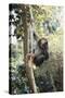 Africa, Young Female Chimpanzee Holding Tree Trunk-Kristin Mosher-Stretched Canvas