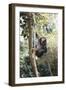 Africa, Young Female Chimpanzee Holding Tree Trunk-Kristin Mosher-Framed Photographic Print