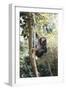 Africa, Young Female Chimpanzee Holding Tree Trunk-Kristin Mosher-Framed Photographic Print