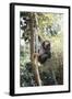 Africa, Young Female Chimpanzee Holding Tree Trunk-Kristin Mosher-Framed Photographic Print