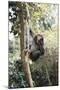 Africa, Young Female Chimpanzee Holding Tree Trunk-Kristin Mosher-Mounted Photographic Print