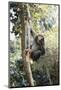 Africa, Young Female Chimpanzee Holding Tree Trunk-Kristin Mosher-Mounted Photographic Print