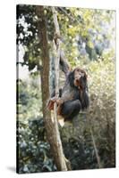 Africa, Young Female Chimpanzee Holding Tree Trunk-Kristin Mosher-Stretched Canvas