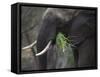 Africa, Zambia. Close-Up of Elephant Eating Grass-Jaynes Gallery-Framed Stretched Canvas