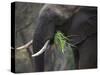 Africa, Zambia. Close-Up of Elephant Eating Grass-Jaynes Gallery-Stretched Canvas