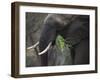 Africa, Zambia. Close-Up of Elephant Eating Grass-Jaynes Gallery-Framed Photographic Print