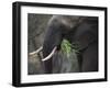 Africa, Zambia. Close-Up of Elephant Eating Grass-Jaynes Gallery-Framed Photographic Print