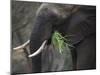 Africa, Zambia. Close-Up of Elephant Eating Grass-Jaynes Gallery-Mounted Photographic Print