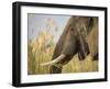 Africa, Zambia. Close-Up of Elephant Eating-Jaynes Gallery-Framed Photographic Print