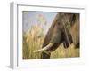 Africa, Zambia. Close-Up of Elephant Eating-Jaynes Gallery-Framed Photographic Print