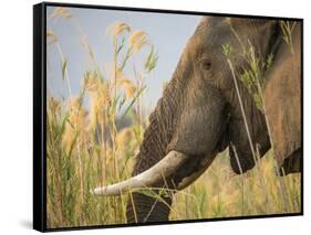 Africa, Zambia. Close-Up of Elephant Eating-Jaynes Gallery-Framed Stretched Canvas