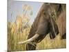 Africa, Zambia. Close-Up of Elephant Eating-Jaynes Gallery-Mounted Photographic Print