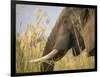 Africa, Zambia. Close-Up of Elephant Eating-Jaynes Gallery-Framed Photographic Print