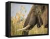 Africa, Zambia. Close-Up of Elephant Eating-Jaynes Gallery-Framed Stretched Canvas