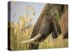 Africa, Zambia. Close-Up of Elephant Eating-Jaynes Gallery-Stretched Canvas