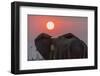 Africa, Zambia. Close-Up of Elephant Rear at Sunset-Jaynes Gallery-Framed Photographic Print