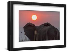 Africa, Zambia. Close-Up of Elephant Rear at Sunset-Jaynes Gallery-Framed Photographic Print